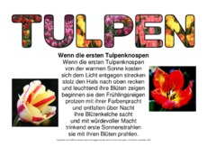 Gedicht-Wenn-die-ersten-Tulpenknospen-3.pdf